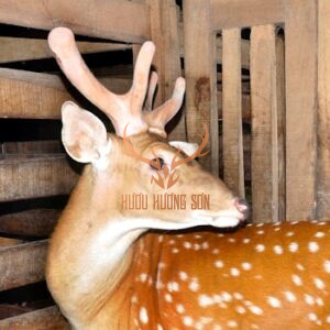 cách phân biệt các loại nhung hươu