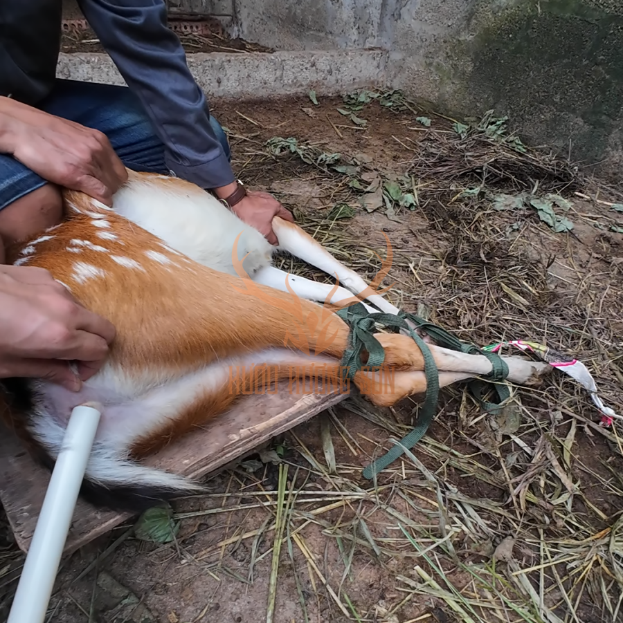 Kỹ thuật thụ tinh nhân tạo cho hươu sao tại NAVIFA