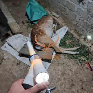 thụ tinh nhận tạo cho hươu