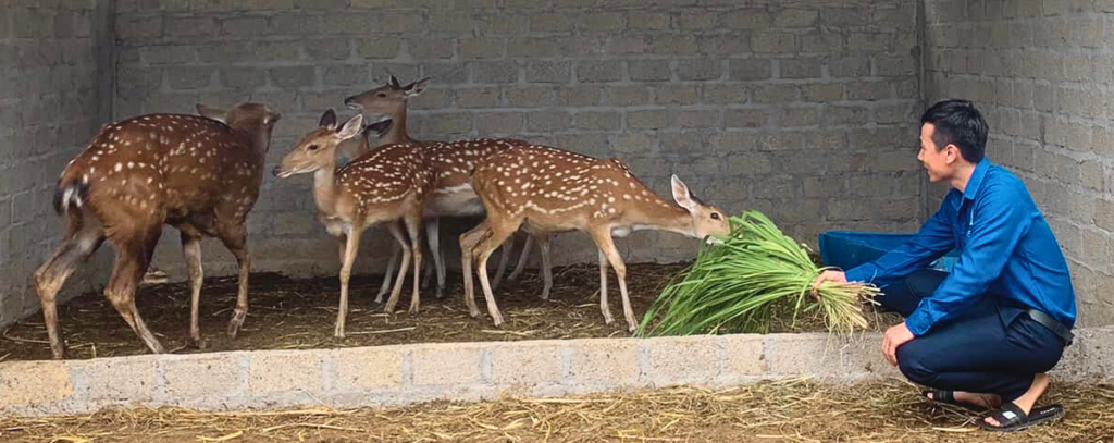 nhung hươu tươi hương sơn