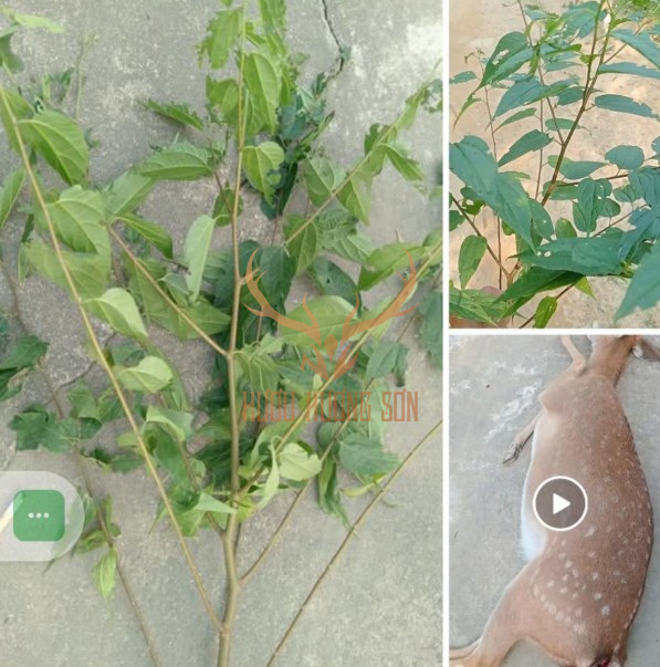 Thất bại khi vay vốn nuôi hươu