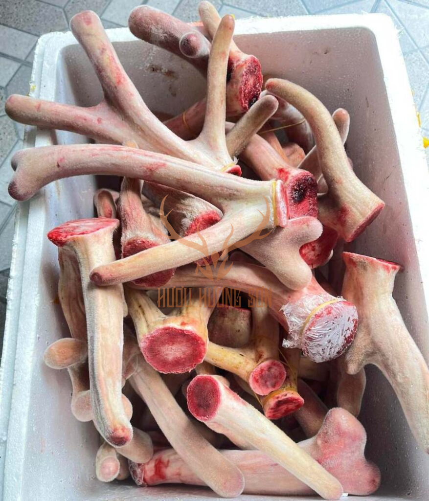 nhung hươu giá sỉ gửi khách