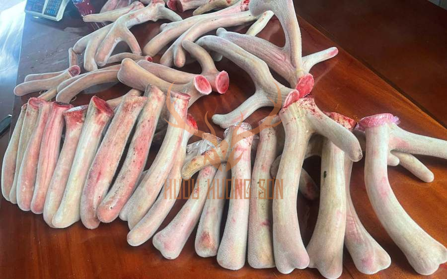 Nhung hươu giá sỉ tận trại