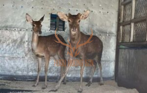 Khởi nghiệp nuôi hươu với 1 đực - 1 cái