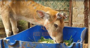 thức ăn hươu đực giai đoạn mọc nhung