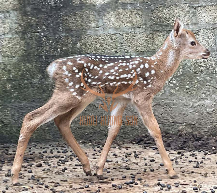 Hươu con đầu tiên sinh ra bằng phương pháp thụ tinh nhân tạo