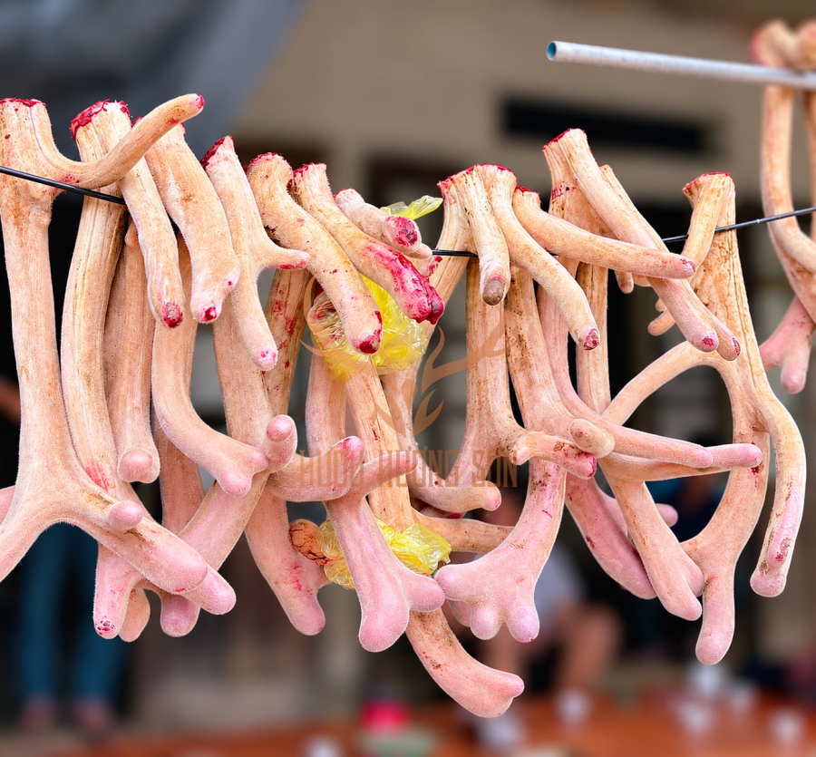 bán sỉ nhung hươu tươi