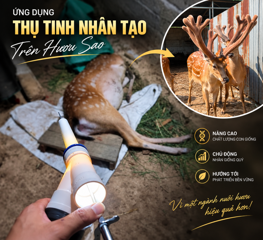 Công nghệ thụ tinh nhân tạo cho hươu